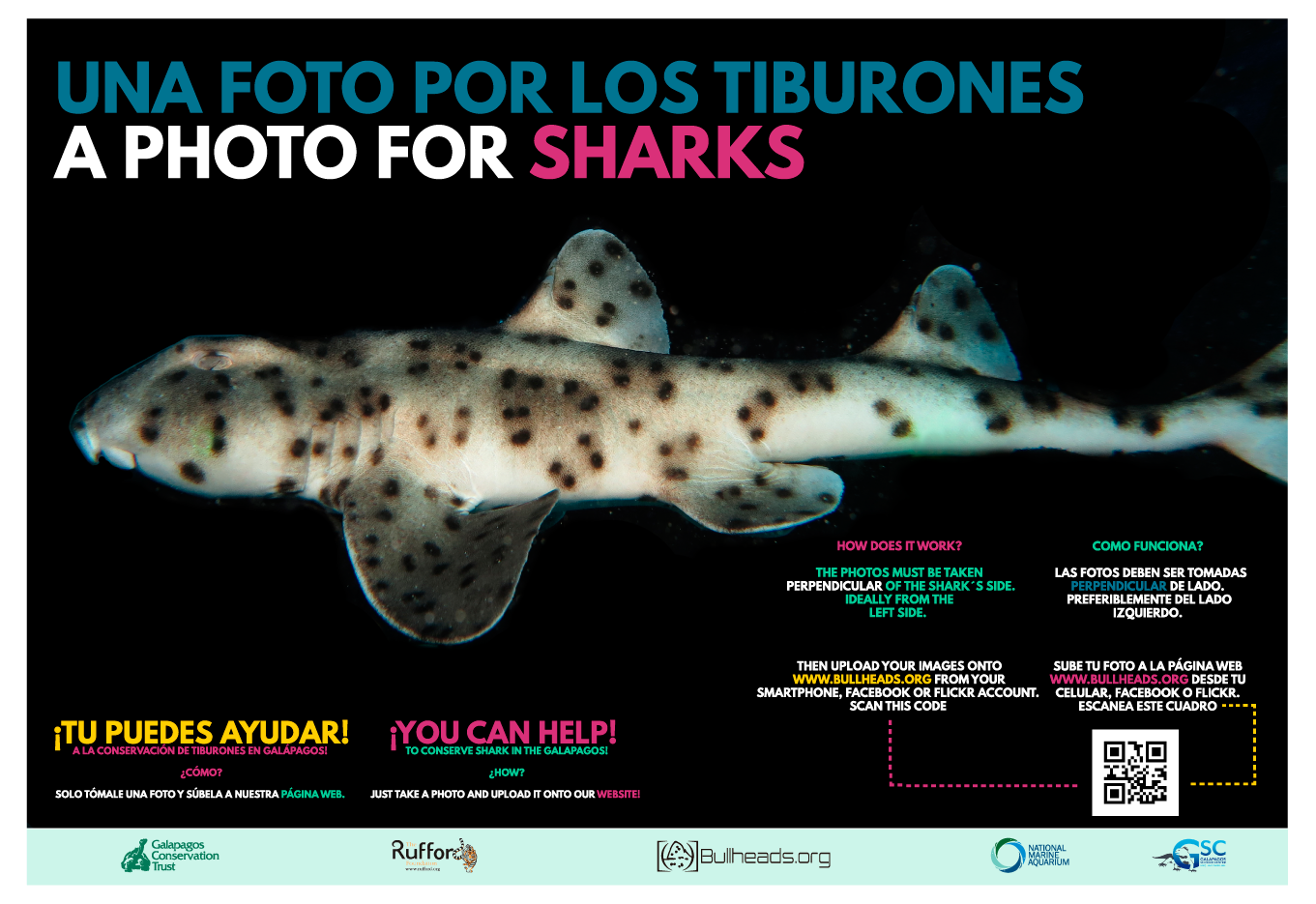 A Photo for sharks